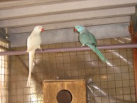 /album/rig-neck/tino-173-jpg1/